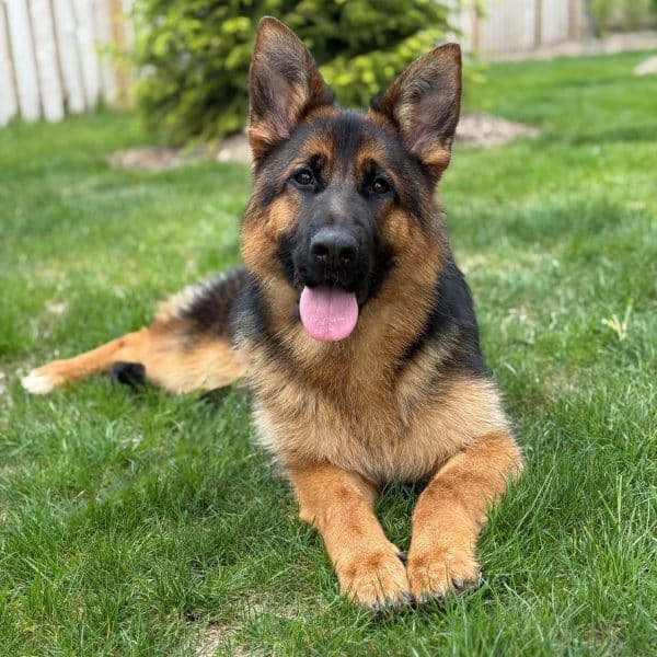 Bubba